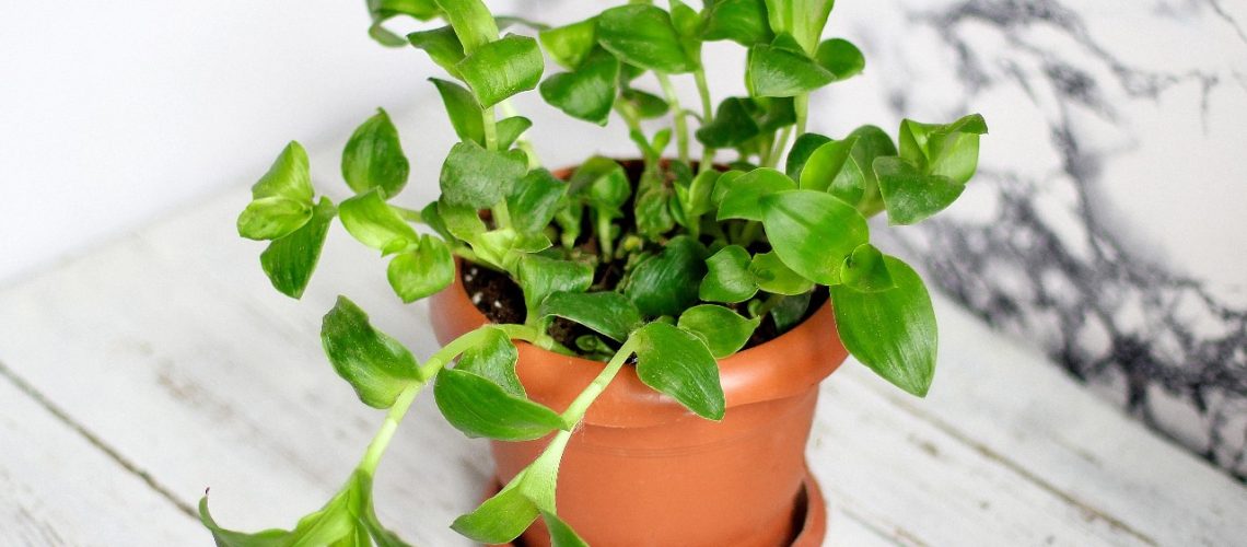 Inspirasi Taman Rumah Cantik dengan Tanaman Hias yang Mudah Tumbuh