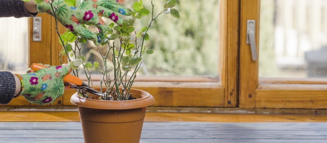 Tips Menata Ruang Hijau dalam Rumah